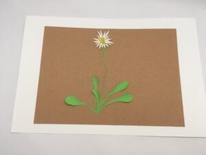 herbier en papier paquerette entiere